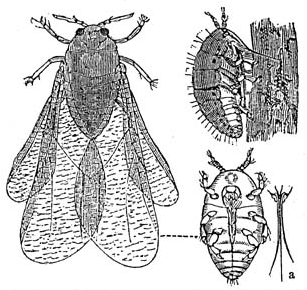 Illustration for article titled How The Great French Wine Blight Changed Grapes Forever